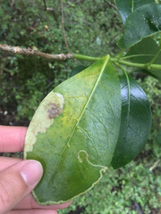 Corythoxestis zorionella