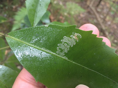 Eumetriochroa panacivermiforma