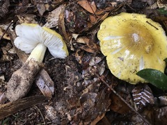 Tricholoma