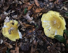 Tricholoma