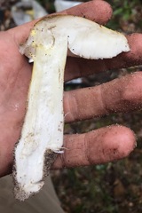 Tricholoma