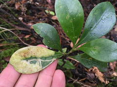 Corythoxestis zorionella