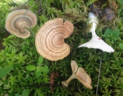 Microporellus