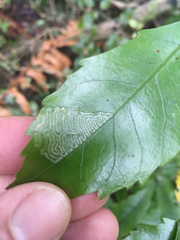 Eumetriochroa panacivermiforma