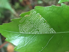 Eumetriochroa panacivermiforma