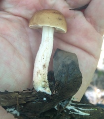 Leccinum roseoscabrum