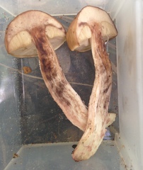 Leccinum roseoscabrum