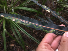 Eumetriochroa panacitorsens