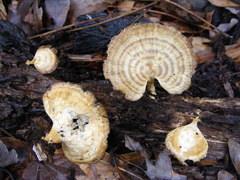 Microporellus