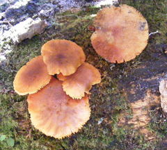 Gymnopilus palmicola