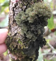 Leptogium phyllocarpum