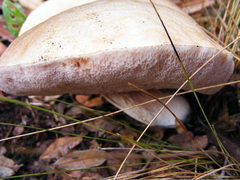 Tylopilus minor image