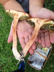 Boletus projectelloides