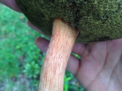 Boletus projectelloides