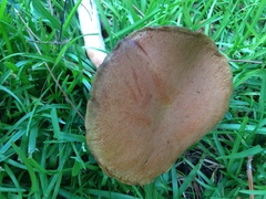 Boletus projectelloides