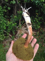 Boletus projectelloides