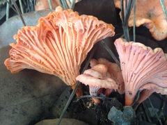 Cantharellus coccolobae