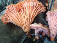 Cantharellus coccolobae