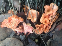 Cantharellus coccolobae
