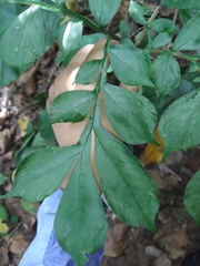 Amorphophallus hirtus
