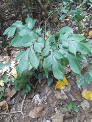 Amorphophallus hirtus