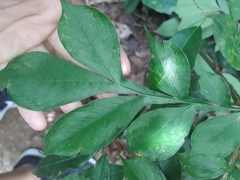 Amorphophallus hirtus