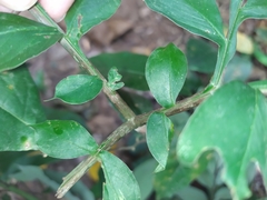Amorphophallus hirtus