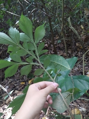 Amorphophallus hirtus