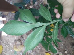Amorphophallus hirtus