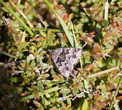 Dichromodes ainaria