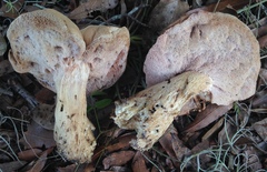 Tylopilus minor image