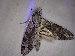 Agrius godarti