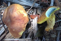 Boletus luridellus image