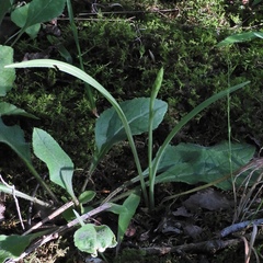 Spiranthes ochroleuca