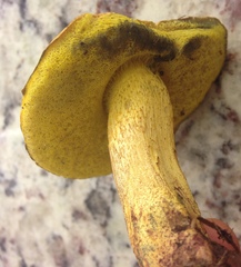 Boletus luridellus image
