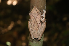 Polypedates colletti