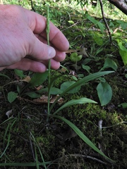 Spiranthes ochroleuca