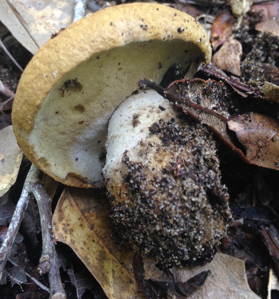 Gyroporus umbrinisquamosus