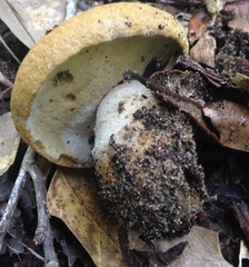 Gyroporus umbrinisquamosus