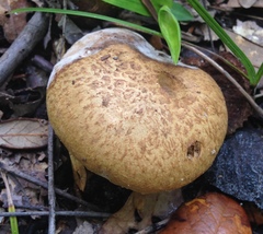 Gyroporus umbrinisquamosus
