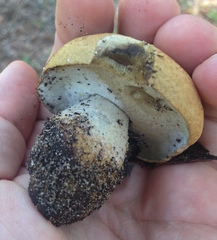 Gyroporus umbrinisquamosus