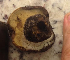 Gyroporus umbrinisquamosus