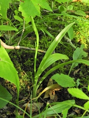 Spiranthes ochroleuca