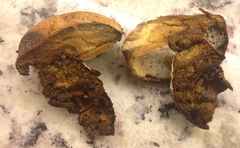 Gyroporus umbrinisquamosus