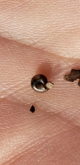 Euconulidae