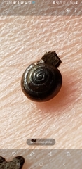 Euconulidae