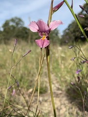 Diuris punctata