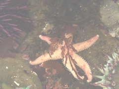 Leptasterias hexactis