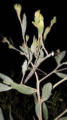 Archimantis quinquelobata