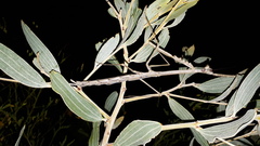 Archimantis quinquelobata